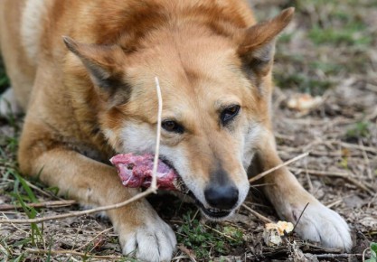 � ������������ ���� ���� �������� ����� ������������� �������: ���� ������ �������� �� �����