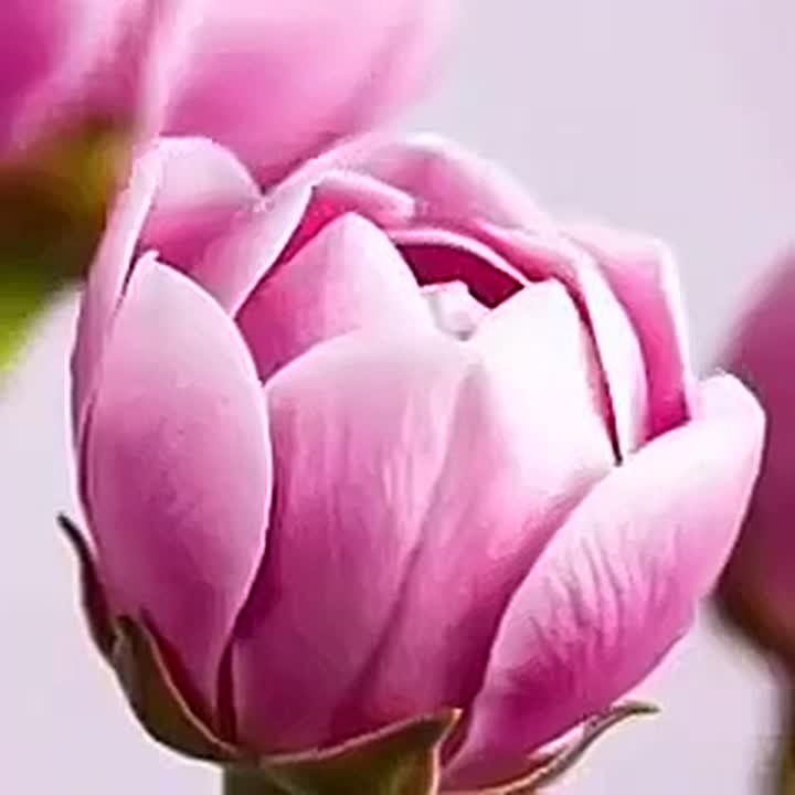������� �� �������, 3 ������: