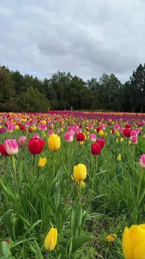 ������������� � ����������