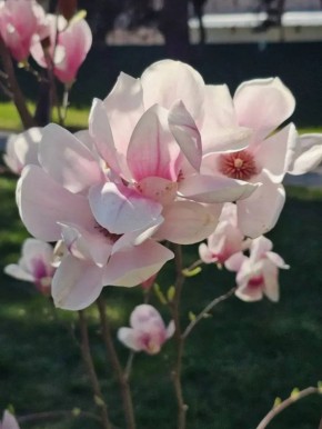 Немного весенней красоты вам в ленту