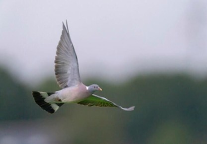 ������ �����: �� ��������� ������� �� ����� ������ �����