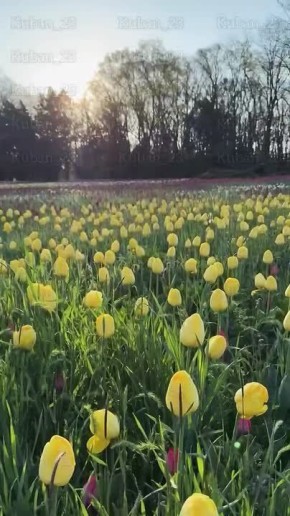 � ������������ ���� ���������� ���������� ������ ��������