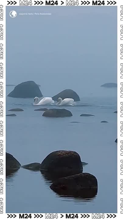 Танец лебедей сняли очевидцы на Финском заливе