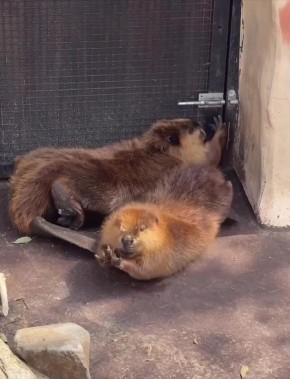 Воооот так потягиваемся!. Мы в MAX