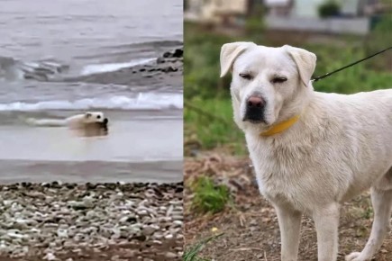 Пес Барни из Сочи: выжил в море после двойного предательства и нашел новый дом