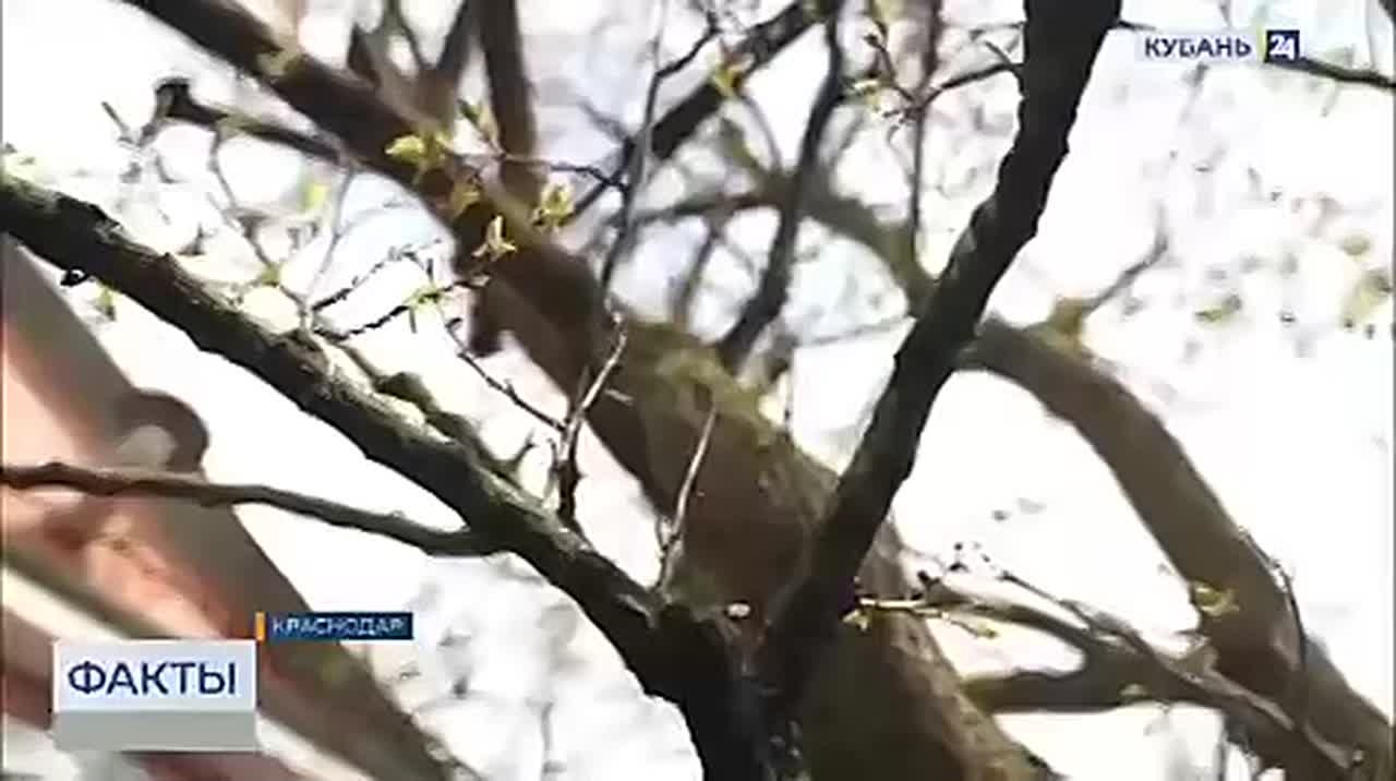 Резкие перепады температуры и дожди могут повлиять на урожай косточковых на Кубани