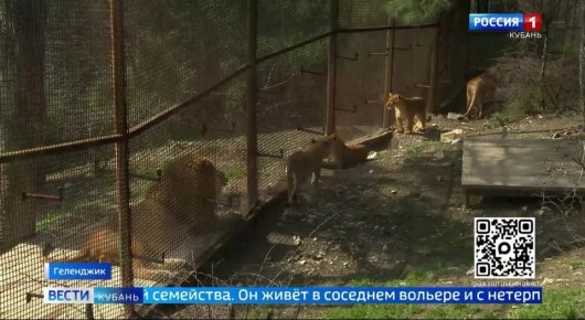 В Геленджике подросшие львята вышли к людям