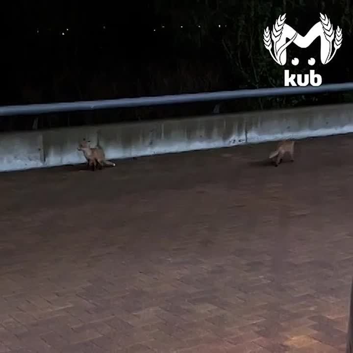 ���� ����� ���������� �������� � ������-����� � ��������� ����������� ����������