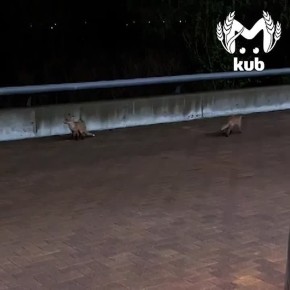 ���� ����� ���������� �������� � ������-����� � ��������� ����������� ����������