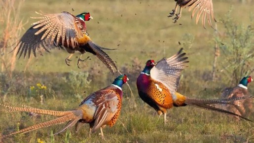 ������� ��������� ����� ������ �� ������