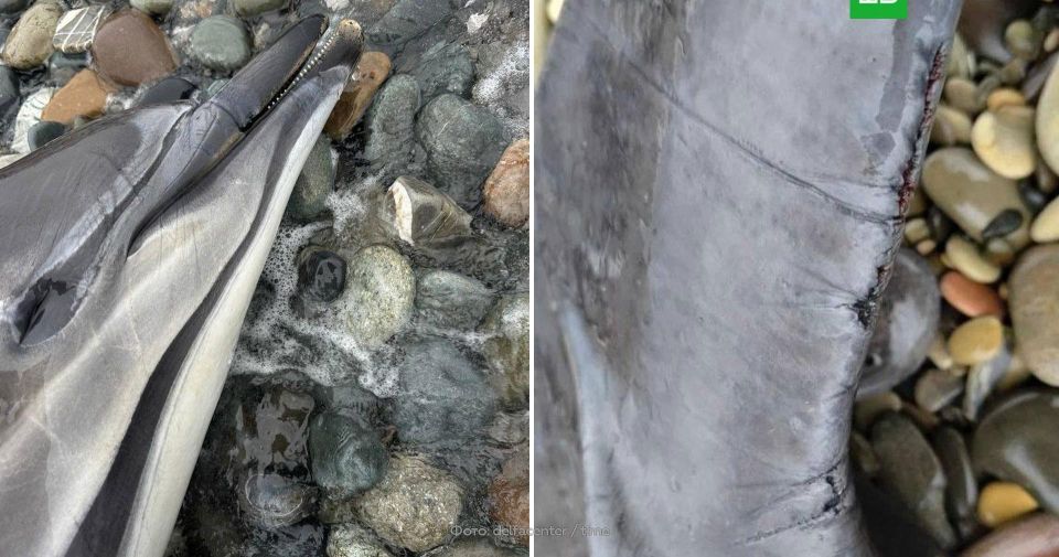 ����� 130 ������� ��������� ����� �� ��������� ׸����� ����