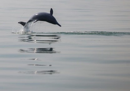 ��� ������ �� �������: ��������� ���������� � �������� ������ ���������