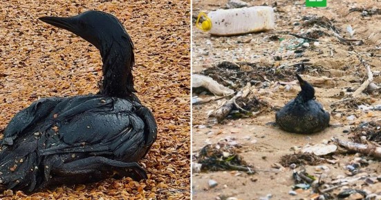 На побережье Анапы нашли более 200 погибших птиц