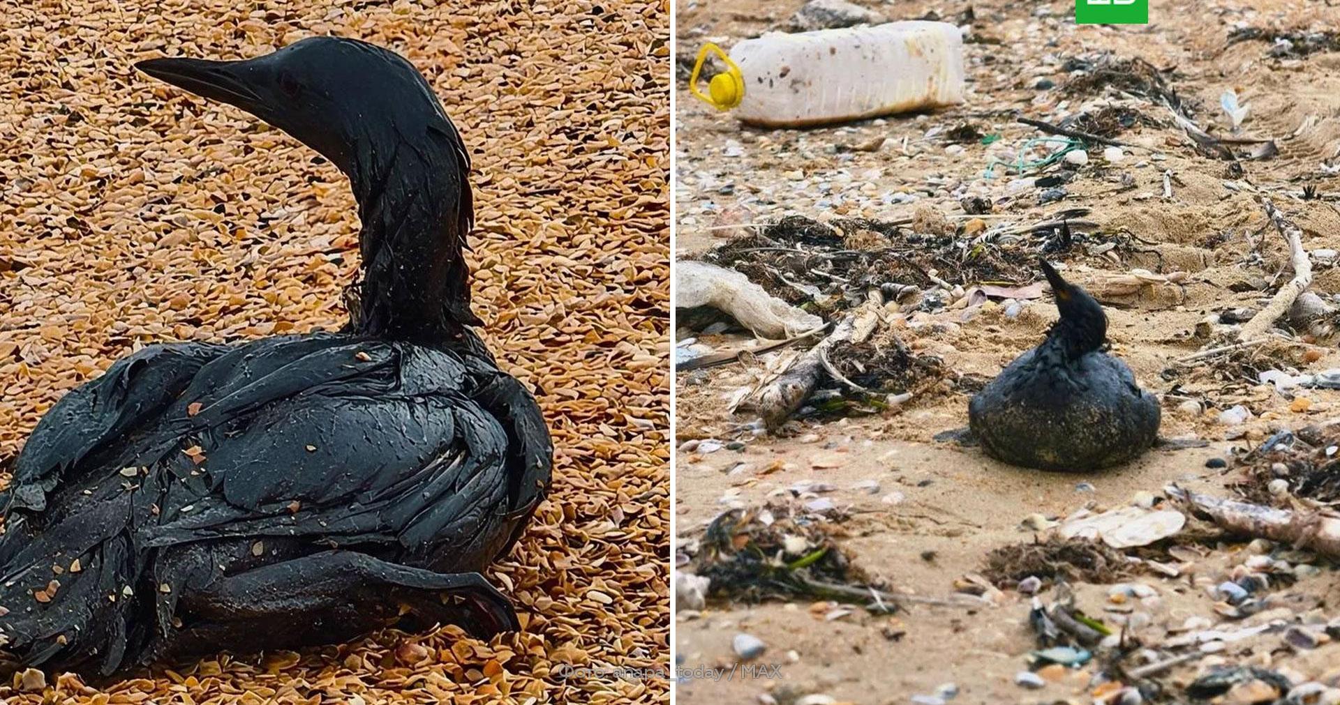 На побережье Анапы нашли более 200 погибших птиц