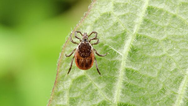 Клещи атакуют крымчан