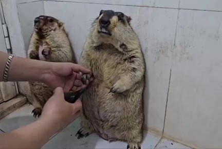 Милота дня: в сети набирает популярность видео, с реакцией сурков на стрижку когтей