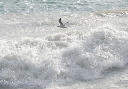 ������ �������� ���� ������� ��� ׸����� ����, �������� ������