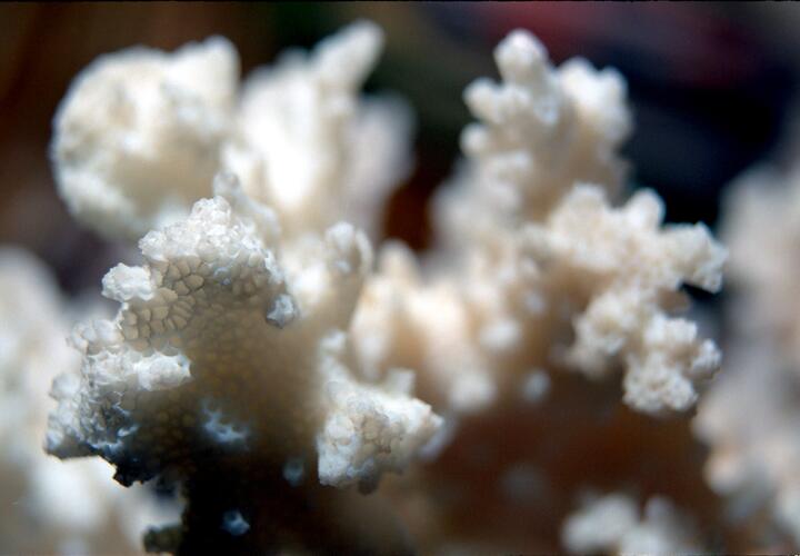 А что, так нельзя было? В аэропорту Сочи у туристов забрали редкие кораллы из ОАЭ