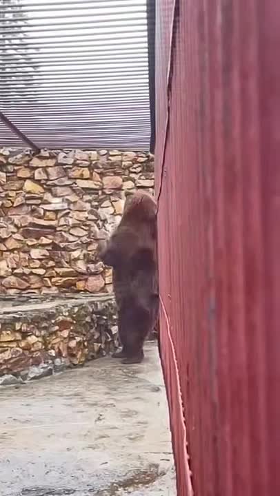 Но есть и хорошие новости: в Челябинской области спасли медведя Степана