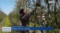 Урожайность фруктов выросла в два раза за последние 10 лет в Краснодарском крае