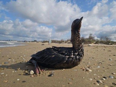 � ����� ����� ����� �������� �������������� ���������� ����� 800 ����