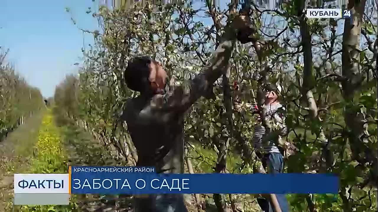 Урожайность фруктов выросла в два раза за последние 10 лет в Краснодарском крае