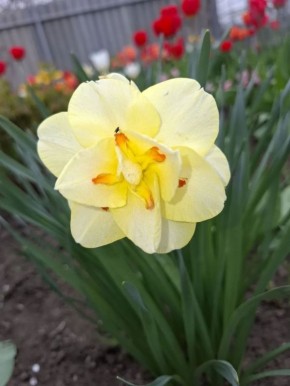 � ������ �� 21 ������ . � ������������� ���� ���������� ����������