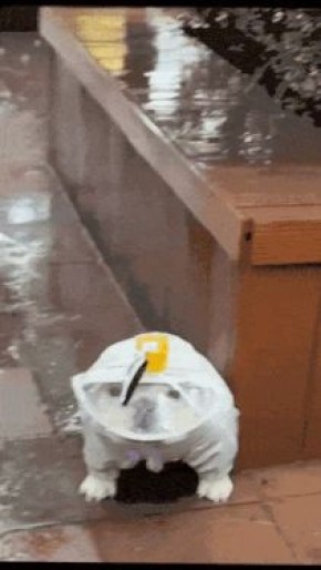 � ������������� ���� �������� ��������� ��������������