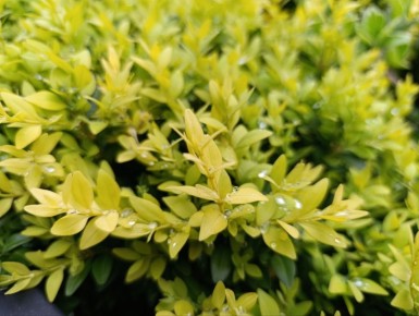 ������ ����, ������� �����!