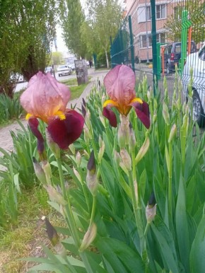 � ������ �� 6 ���. � ������������� ���� ������� � ������������
