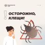 С наступлением теплой погоды активизировались клещи