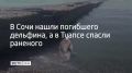 В Сочи нашли погибшего дельфина, а в Туапсе спасли раненого