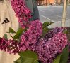 Эксперт опровергла миф о том, что сирень "крадет" кислород и опасна ночью