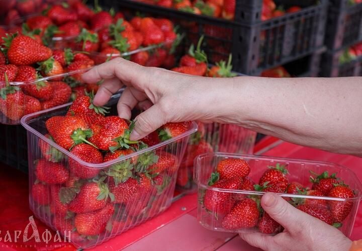 Тонны сгнившей ягоды в канавах: кубанские аграрии уничтожают клубнику из-за отсутствия спроса?