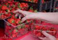 Тонны сгнившей ягоды в канавах: кубанские аграрии уничтожают клубнику из-за отсутствия спроса?