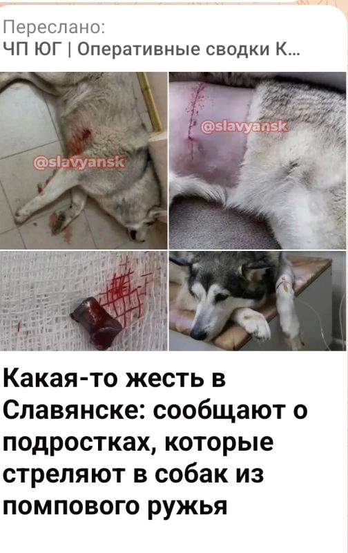 В сети Интернет выявлена публикация, в которой содержится информация о том, что неизвестные стреляют в собак в г. Славянск-на-Кубани