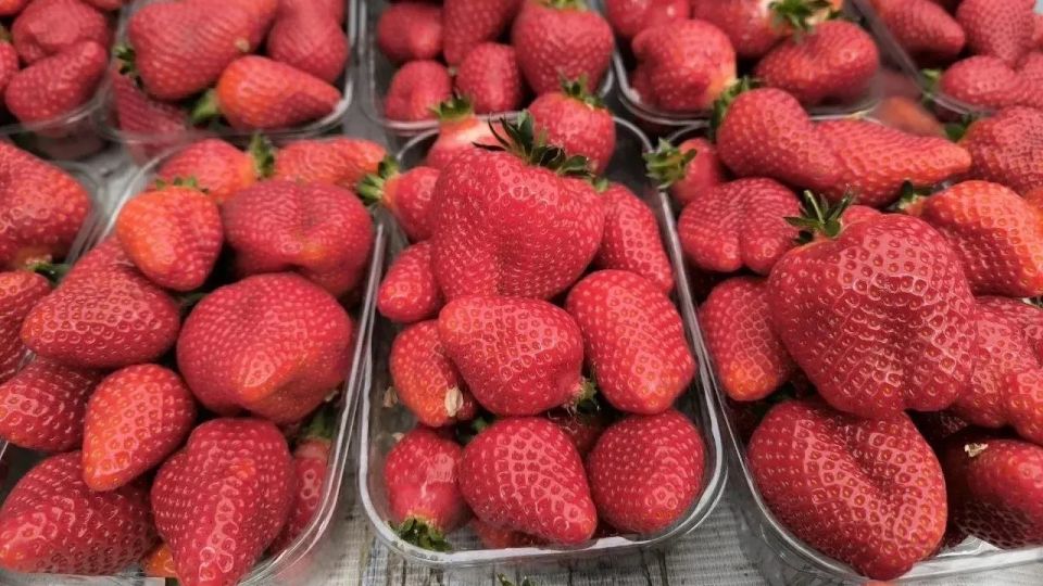 Краснодарцев накормят гигантским клубничным пирогом