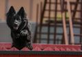 В Ростове спасли собаку из смертельной ловушки. Коммунальщики уже были готовы залить животное бетоном