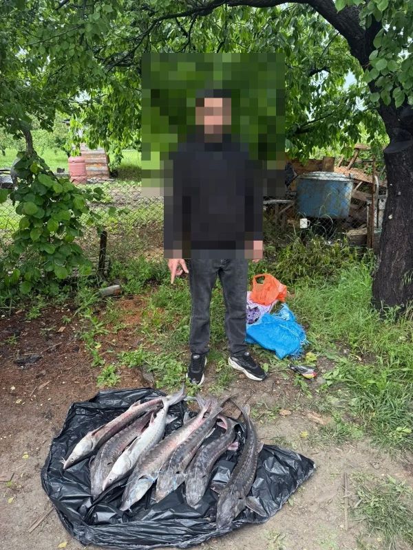 Осетры вне закона . В рамках опреации «Путина» сотрудники полиции Анапы задержали 30летнего гражданина Армении, который продавал рыбу на придомовой территории