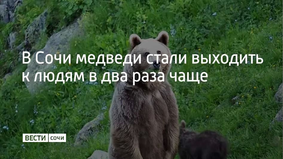 В Сочинском национальном парке с января по конец мая бурых медведей 150 раз замечали вблизи населенных пунктов и туристических зон