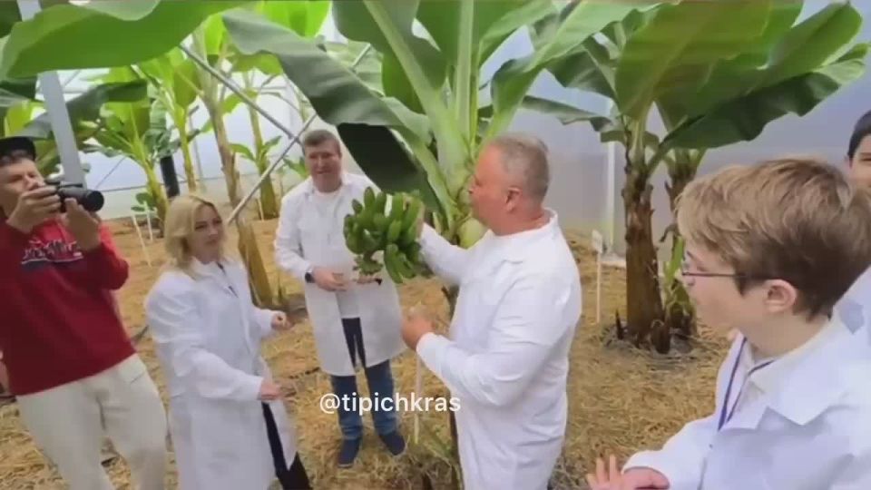В Сочи собрали первый урожай полностью созревших отечественных бананов, выращенных в экспериментальной ИИ-теплице