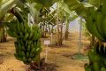 В сочинских теплицах этим летом созреют первые бананы