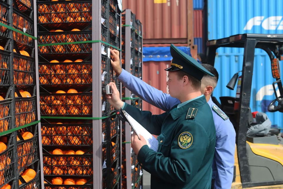 Новороссийская таможня и Россельхознадзор пресекли ввоз 842 тонн санкционных мандаринов