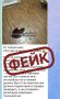 Ложная информация об отравлении ученика медицинским препаратом в краснодарской школе распространяется в соцсетях