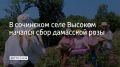В селе Высоком зацвела дамасская роза