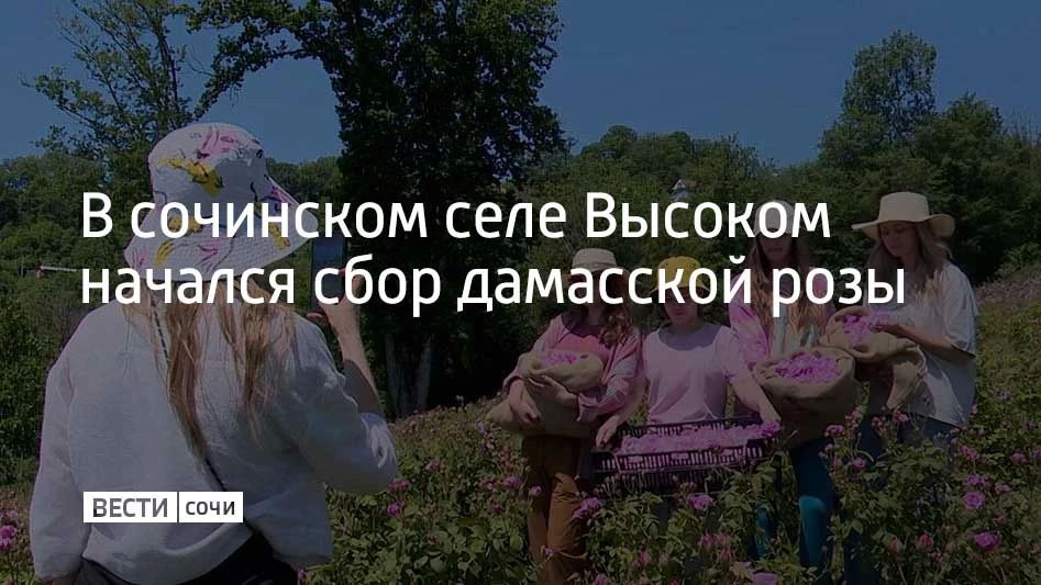 В селе Высоком зацвела дамасская роза