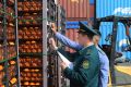 Новороссийская таможня и Россельхознадзор пресекли ввоз 842 тонн санкционных мандаринов