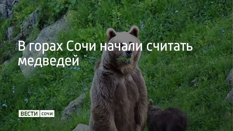 В Кавказском заповеднике начался подсчет проживающих там медведей