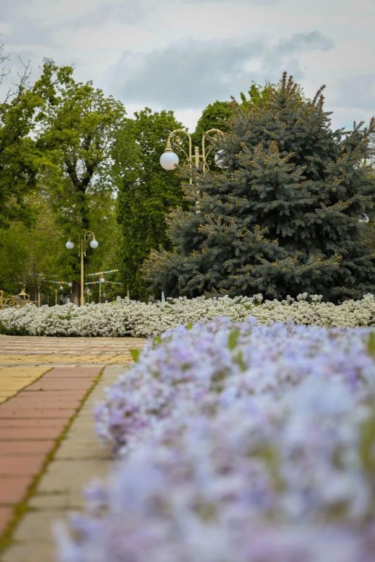 В АРМАВИРЕ ПРОВЕДУТ ПРОТИВОКЛЕЩЕВУЮ ОБРАБОТКУ ЗЕЛЕНЫХ ЗОН
