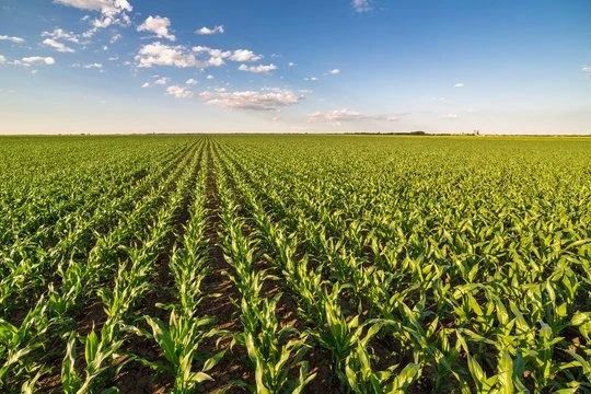 Как вырастить проблемы вместо кукурузы